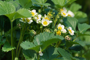 Image showing flowers strawberries