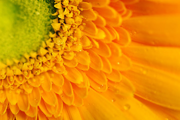 Image showing Yellow gerbera flower closeup
