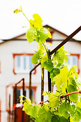 Image showing Grapevine in a rustic garden