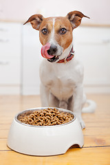 Image showing hungry dog 