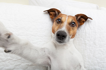 Image showing dog selfie