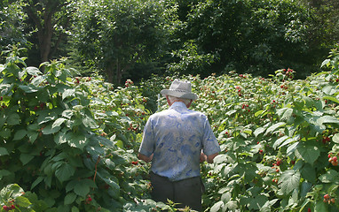 Image showing senior in garden