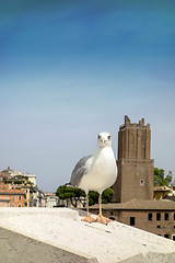 Image showing yellow legged-gull standing on the top of house