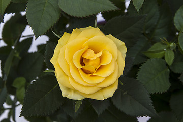 Image showing Yellow Rose