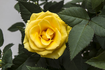 Image showing Yellow Rose