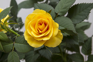 Image showing Yellow Rose