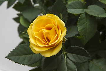 Image showing Yellow Rose