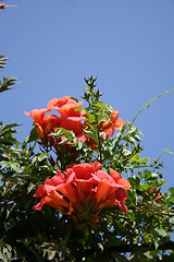 Image showing Bell-flowers