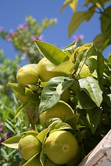 Image showing Clementines