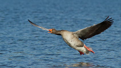 Image showing Greylag Goose in flight