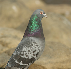 Image showing Dove