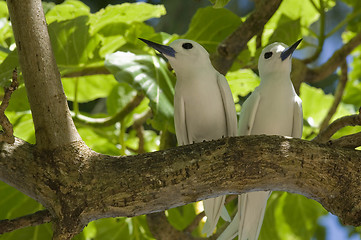 Image showing Fairy terns