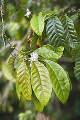 Image showing Coffe leaves