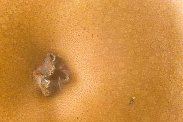 Image showing Bosc Pear Abstract