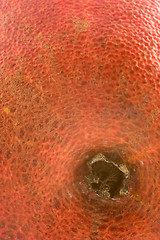 Image showing Red Pear Abstract 2