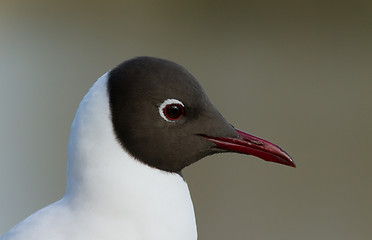 Image showing Black-headed Gul