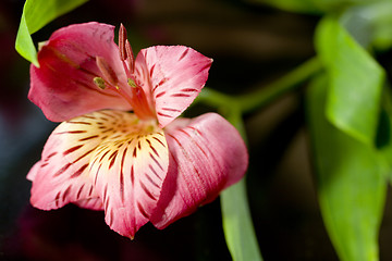 Image showing Red Lily with Green Leaves