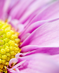 Image showing Pink Daisy Macro