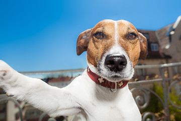 Image showing dog selfie