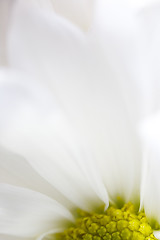 Image showing Yellow Daisy Macro