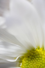 Image showing White Daisy Macro