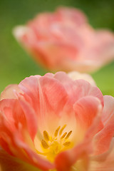 Image showing Two Pink Tulips on Green Background