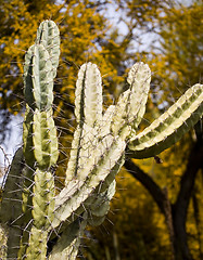Image showing Cactus with Yellow Flowering Trees