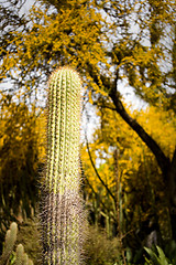 Image showing Saguaro Cactus with Yellow Flowering Trees