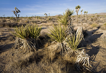 Image showing Joshua Tree National Park