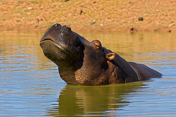 Image showing Portrait of a hippopotamus