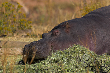 Image showing Portrait of a hippopotamus