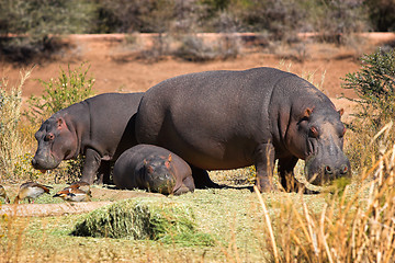 Image showing Hippo family