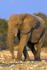 Image showing Portrait of an elephant