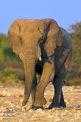 Image showing Portrait of an elephant