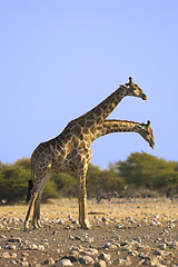 Image showing Pair of giraffes
