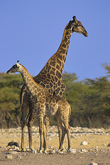 Image showing Pair of giraffes