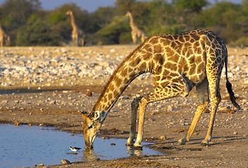 Image showing Drinking giraffe