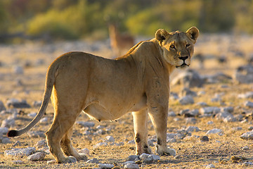 Image showing Portrait of a lion