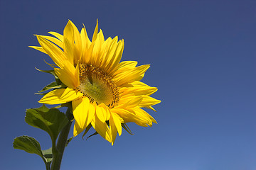 Image showing Sunflower