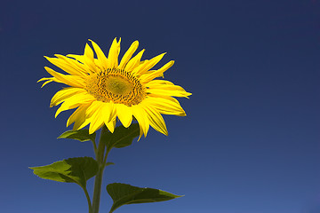 Image showing Sunflower