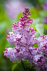 Image showing Lilac