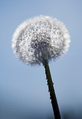 Image showing Dandelion with water drops
