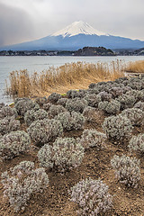 Image showing Mt Fuji