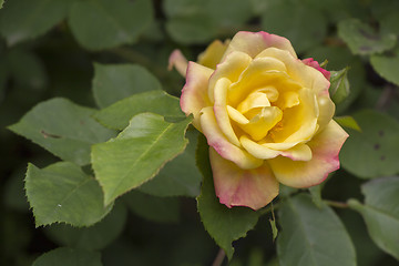 Image showing Yellow rose