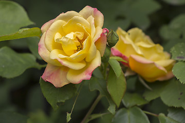 Image showing Yellow roses