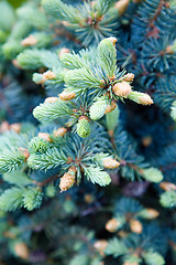 Image showing Blue fir branch.
