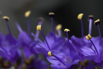 Image showing Veronica flower