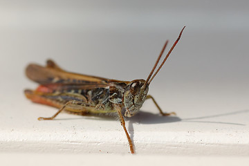 Image showing Grasshopper