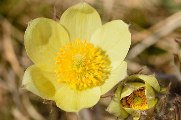 Image showing yellow flower saffron crocus