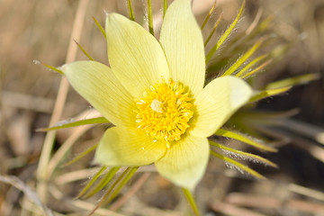 Image showing yellow flower saffron crocus